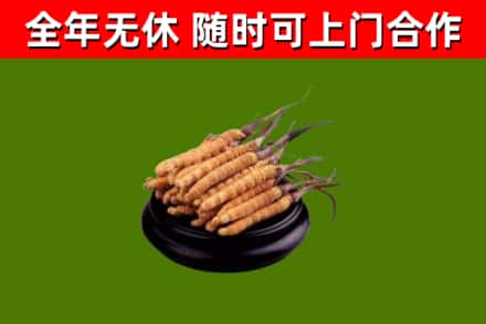 垦利区烟酒回收冬虫夏草.jpg